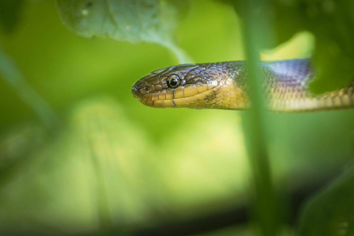 Aesculapian snake in Bieszczady by Maksymilian Paczkowski